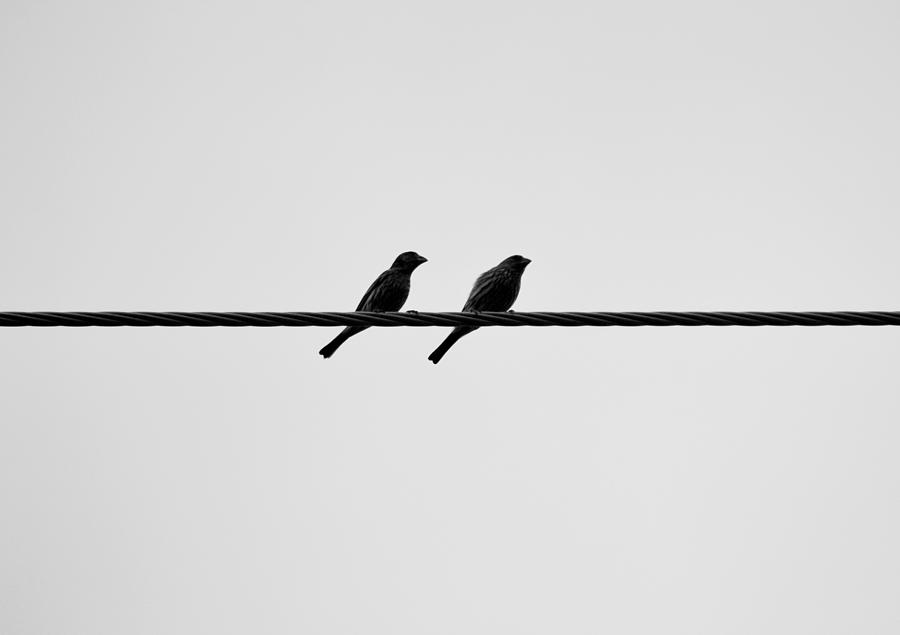 Minimalism Two Birds on a Wire Black and  White Photograph by Gaby Ethington
