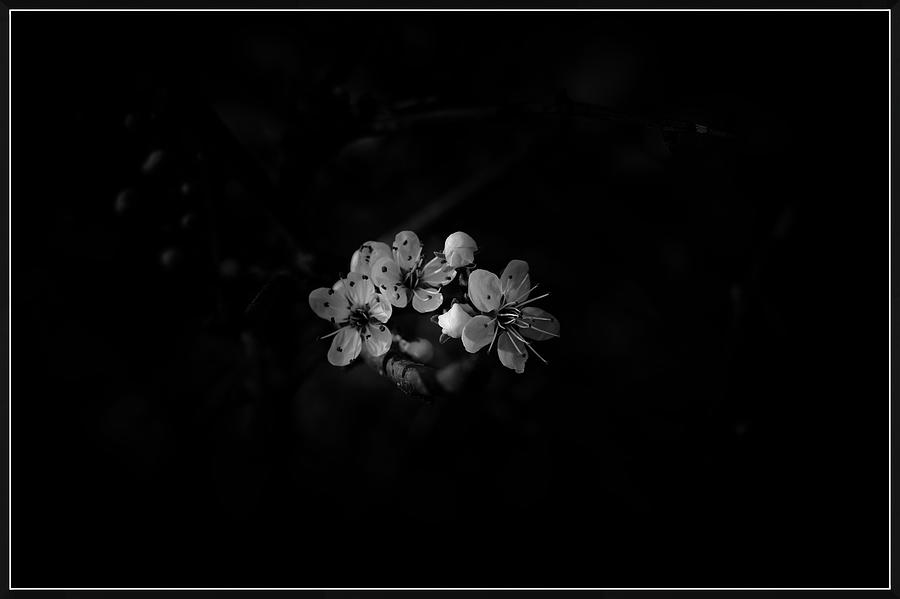 Minimalist Bramble Photograph by Christopher Ward - Fine Art America