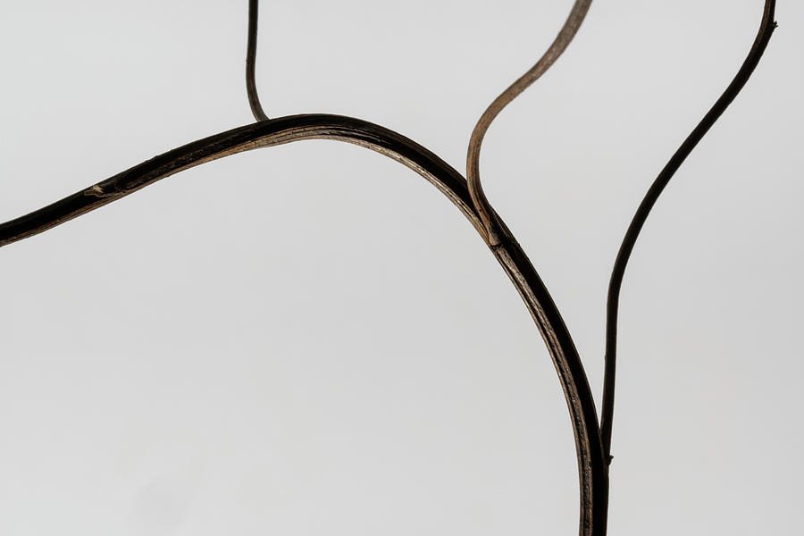 Minimalist branch Photograph by Martin Vorel Minimalist Photography