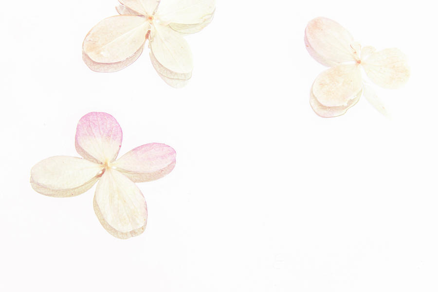 Minimalist Floral photography - Macro Hydrangea flowers in soft  Photograph by Cristina Stefan