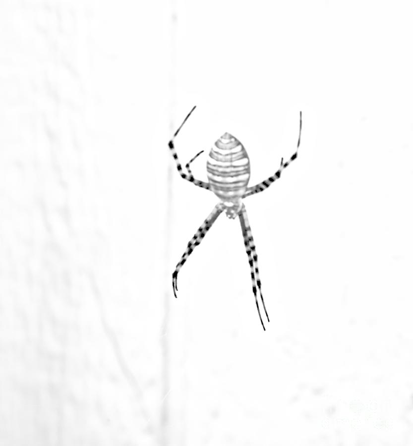Nature Photograph - Minimalist Garden Spider in BW by Kae Cheatham