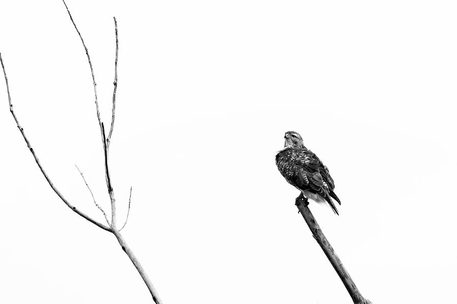Minimalist Hawk Photograph by Mircea Costina Photography