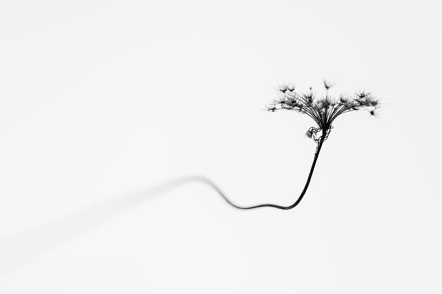 Minimalist Photo of a Dry Flower Photograph by Martin Vorel Minimalist Photography