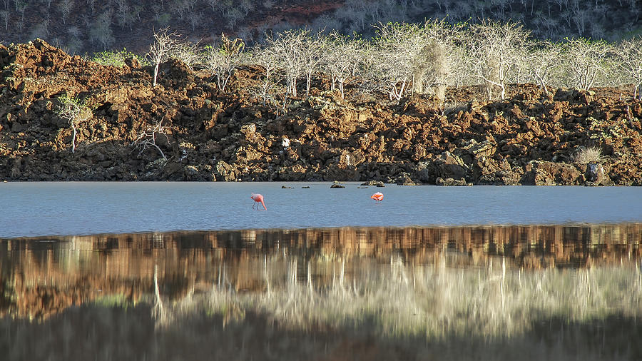 Minimalist reflection on Flaming lagoon Photograph by Henri Leduc