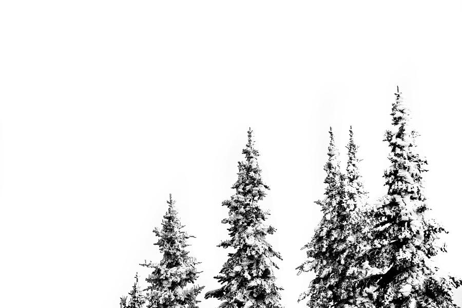 Minimalist, Snowy Trees Photograph by Scarola Photography
