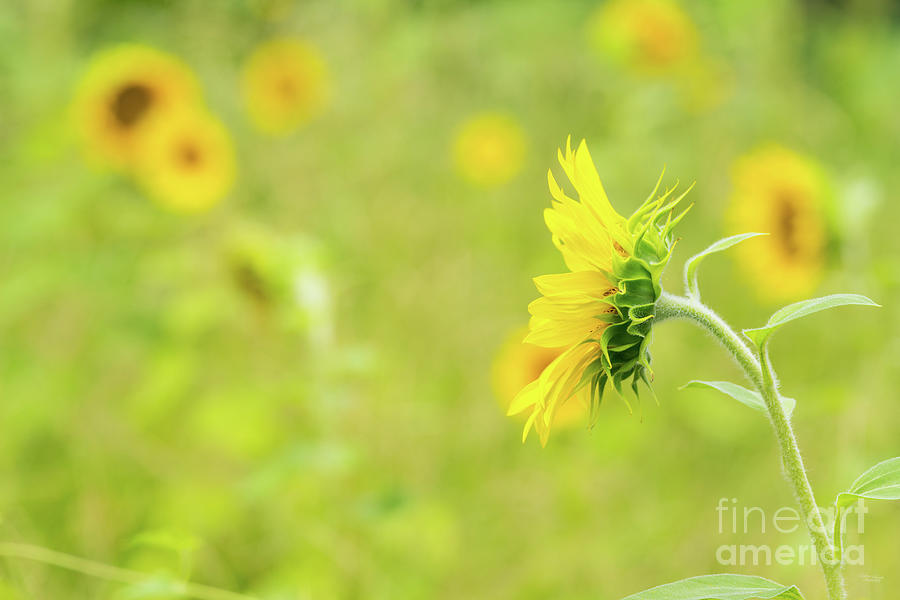 Minimalistic Sunflower Side Photograph by Jennifer White
