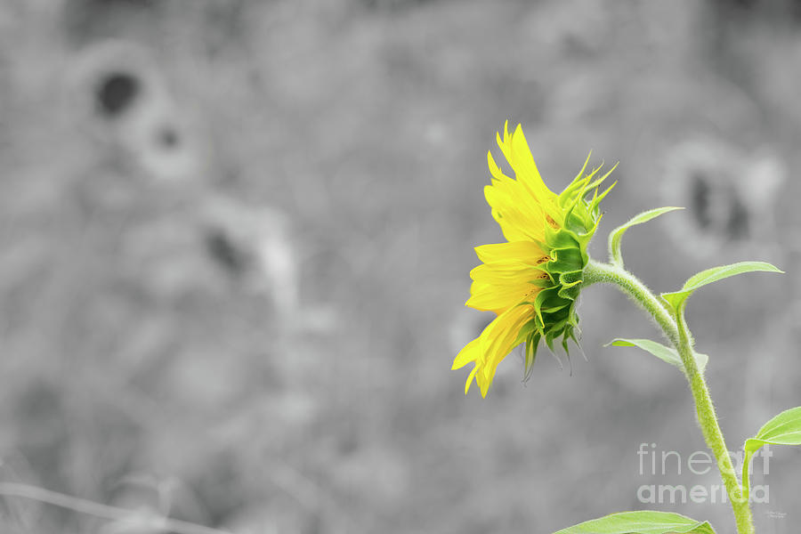 Minimalistic Sunflower Side Selective Color Photograph by Jennifer White