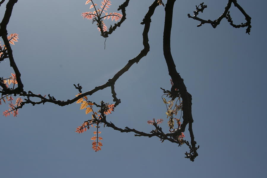 Minimalist Twigs Photograph by Beverly Read