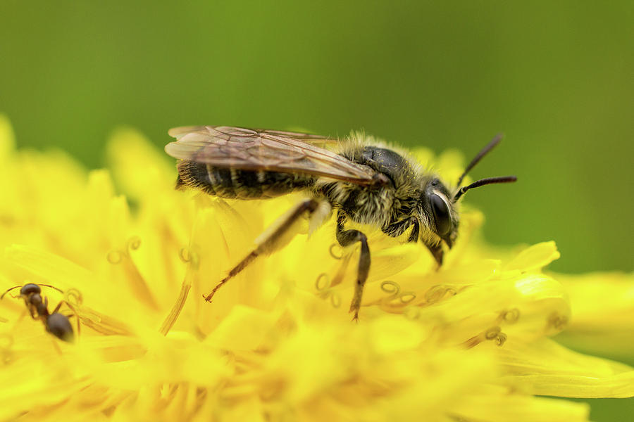 Nature Photograph - Mining Bee on Dandelion 3 by Frank Cianciolo