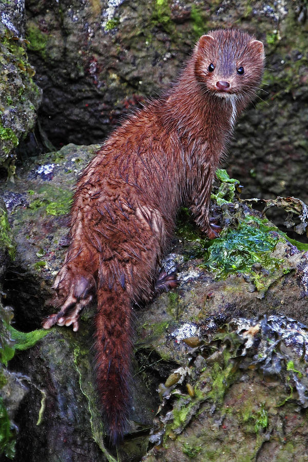 Mink at Low Tide - Vertical Crop Photograph by Peggy Collins