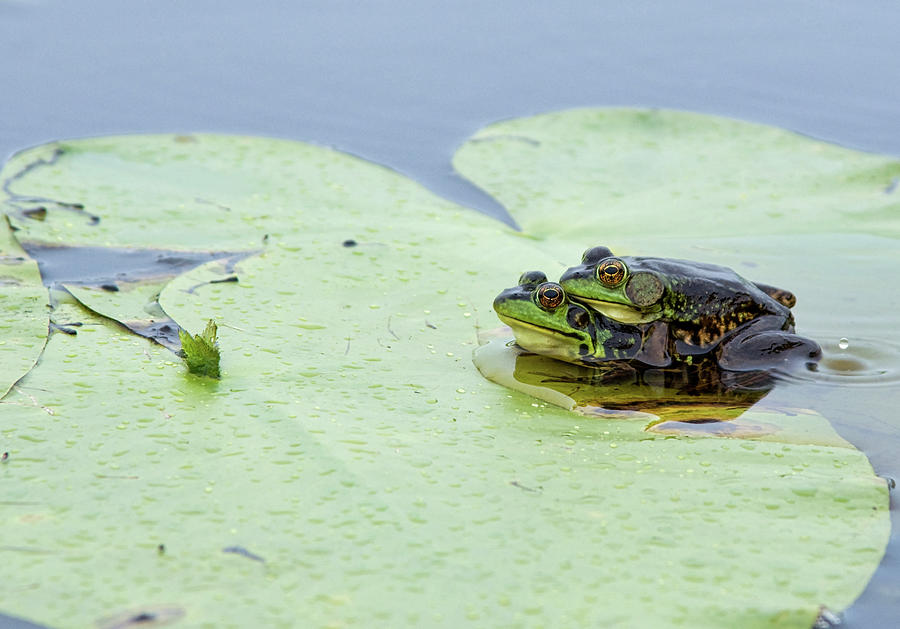 Mink Frogs in Love Photograph by Gerald DeBoer