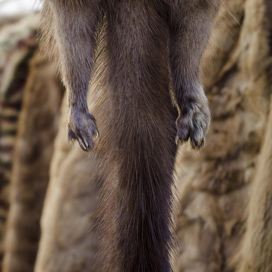 Mink Fur Photograph by Opreaistock