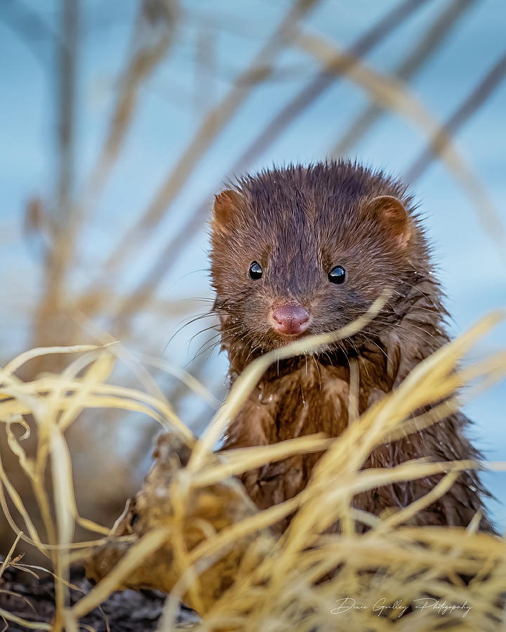 Mink in the grass Photograph by Dixie Grilley | Fine Art America