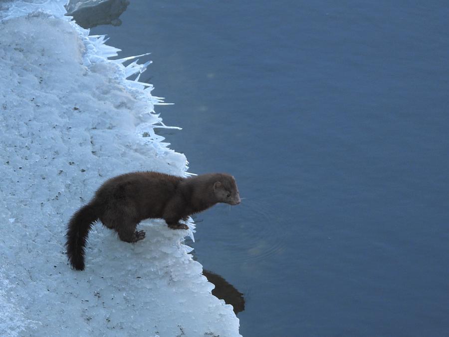 Mink on the Icy River Bank Photograph by Amanda R Wright