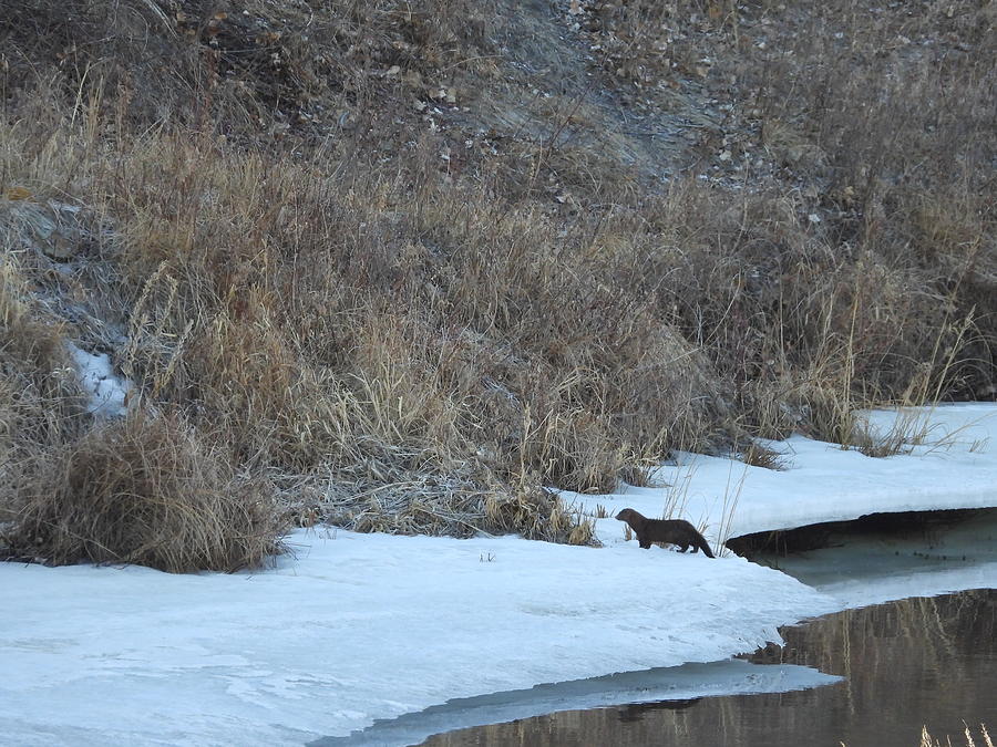 Mink on the River Bank Photograph by Amanda R Wright