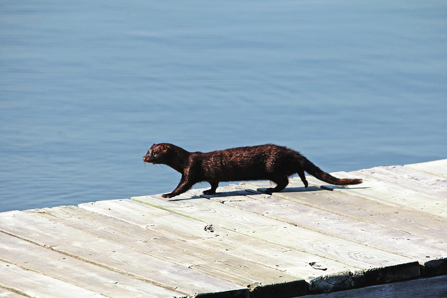 Nature Photograph - Mink Taking A Walk On The Dock by Debbie Oppermann