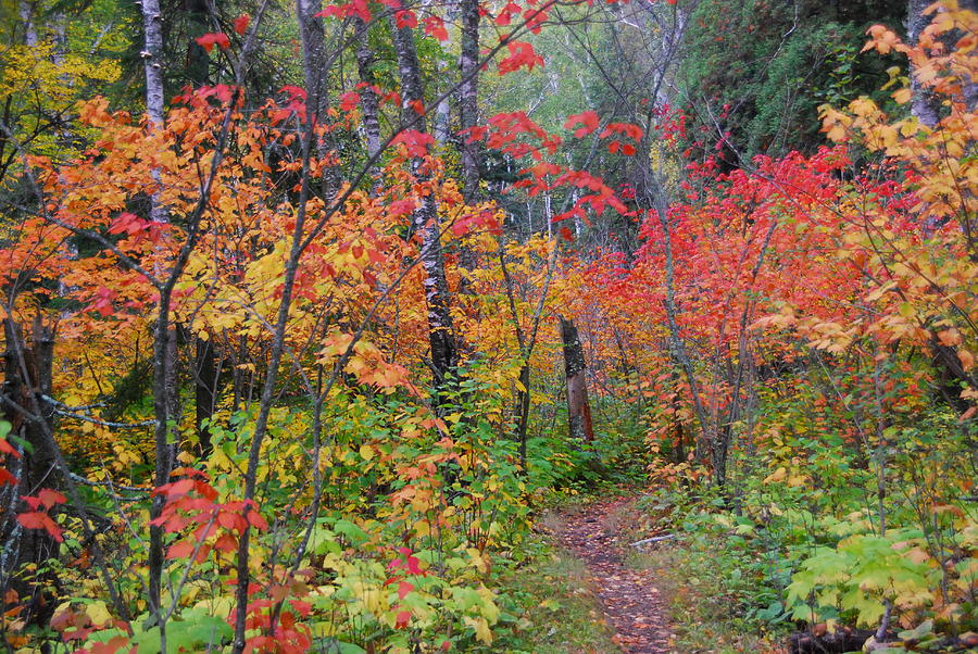 Minnesota Autumn Forest Photograph by Cascade Colors