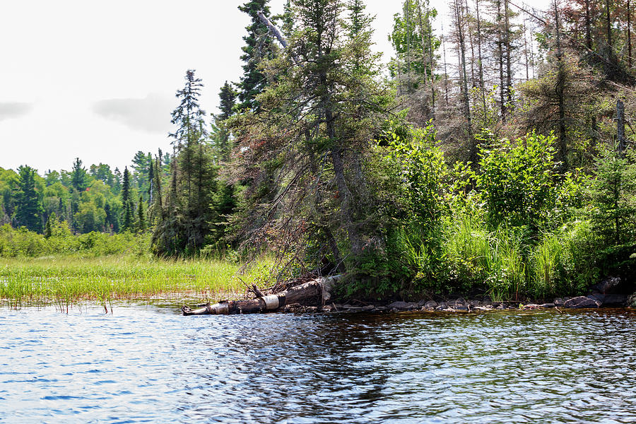 Minnesota Boundary Waters Photograph By Roxanne Westman Fine Art America   Minnesota Boundary Waters Roxanne Westman 