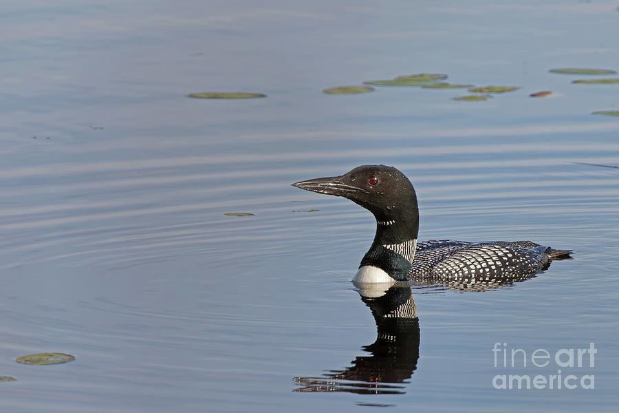 Minnesota Loon Photograph by Natural Focal Point Photography