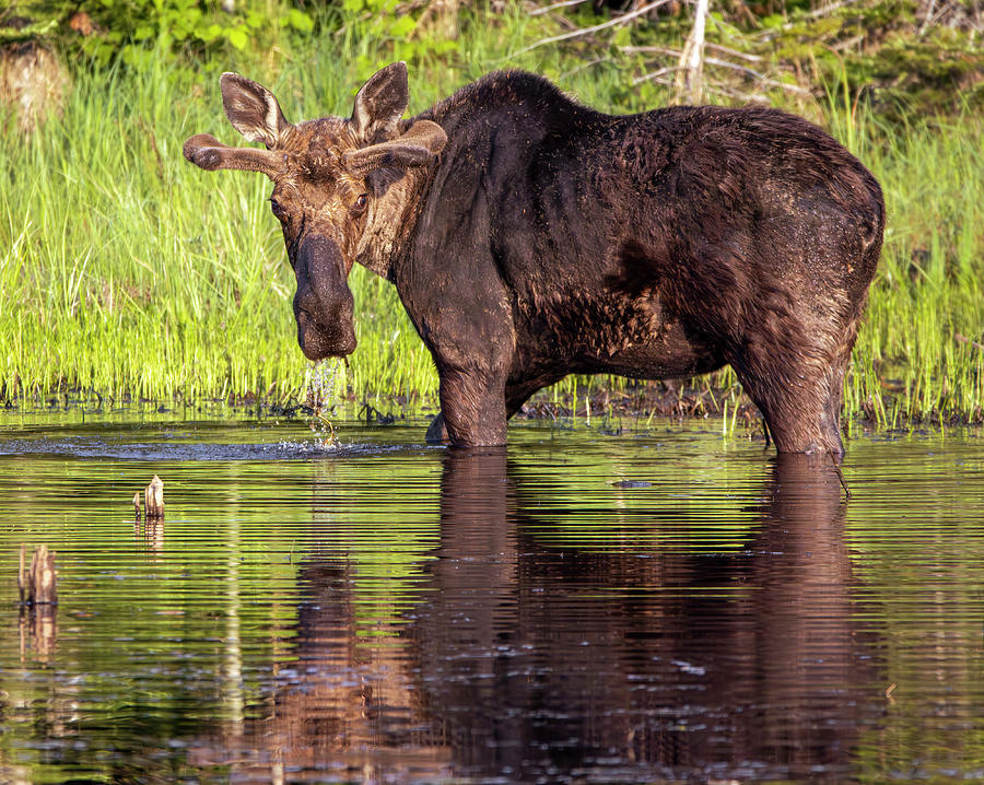 Minnesota Moose Reflection Photograph by Dan Sproul - Fine Art America