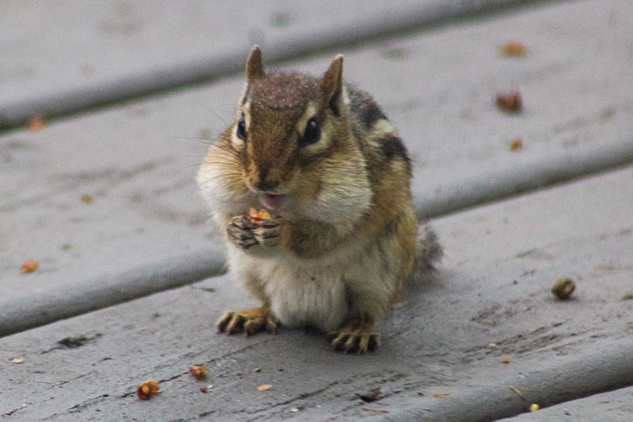 Minnesota Northwoods Chipmunk Photograph by Alison Tobias