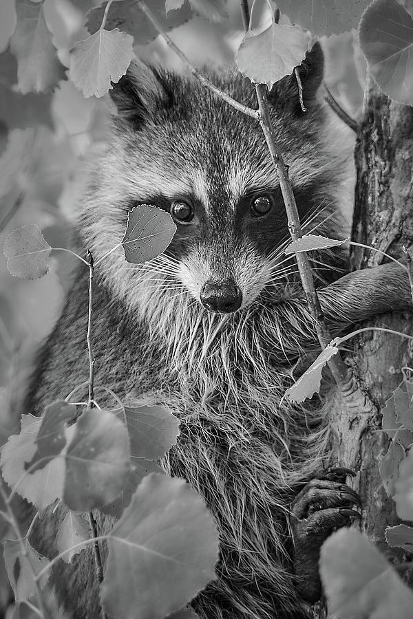Minnesota Raccoon Photograph by Jim Hughes