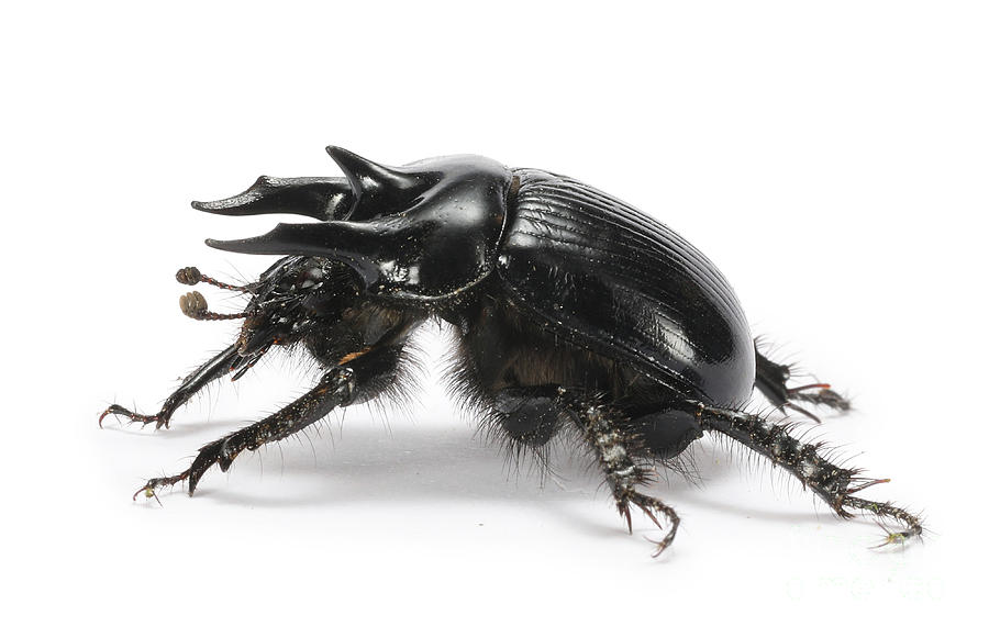 Minotaur Beetle Photograph by Warren Photographic