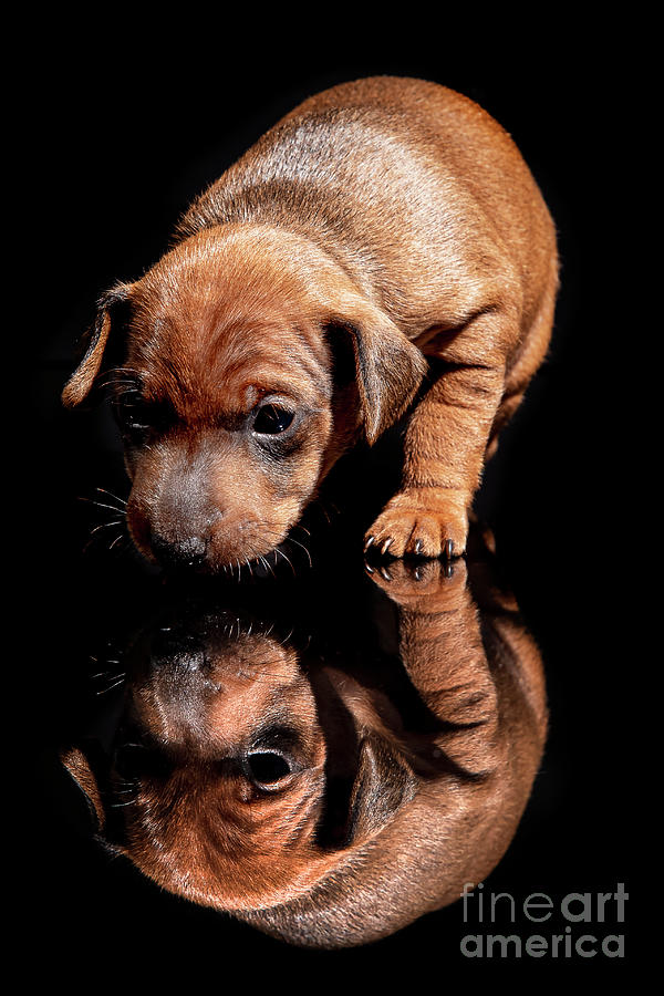 Minpin Pinscher puppie Photograph by Gunnar Orn Arnason