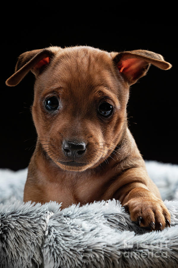 Minpin Puppy Photograph by Gunnar Orn Arnason