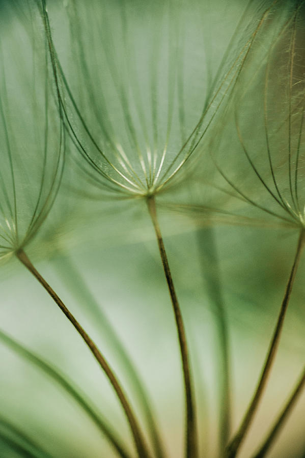 Mint Dandelions Photograph by Iris Greenwell