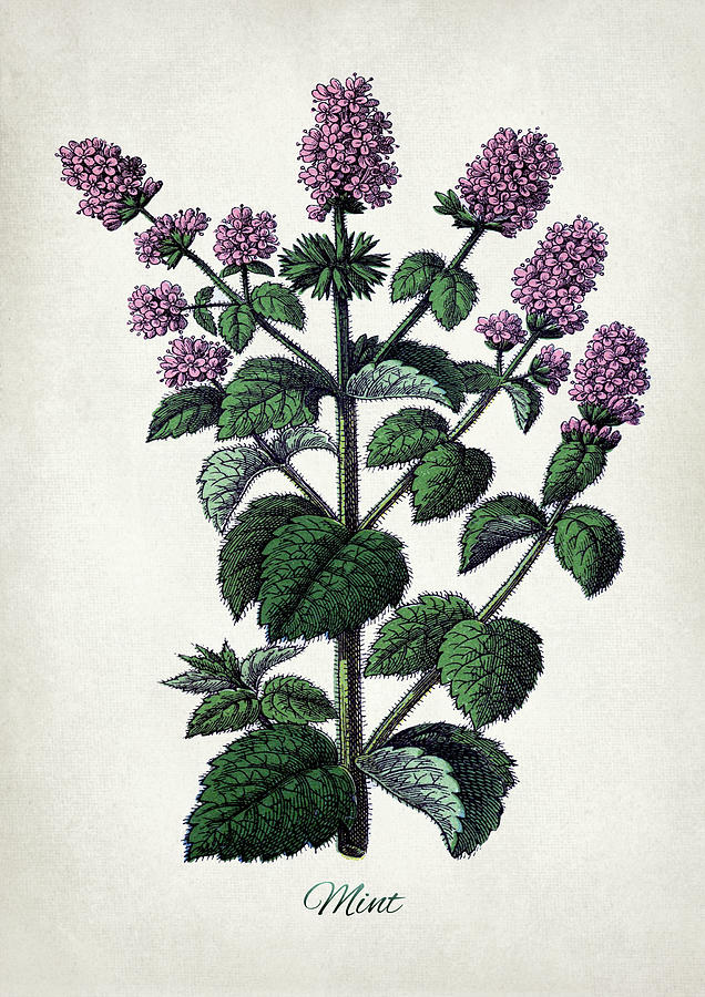 Mint Digital Art by Dennson Creative Fine Art America