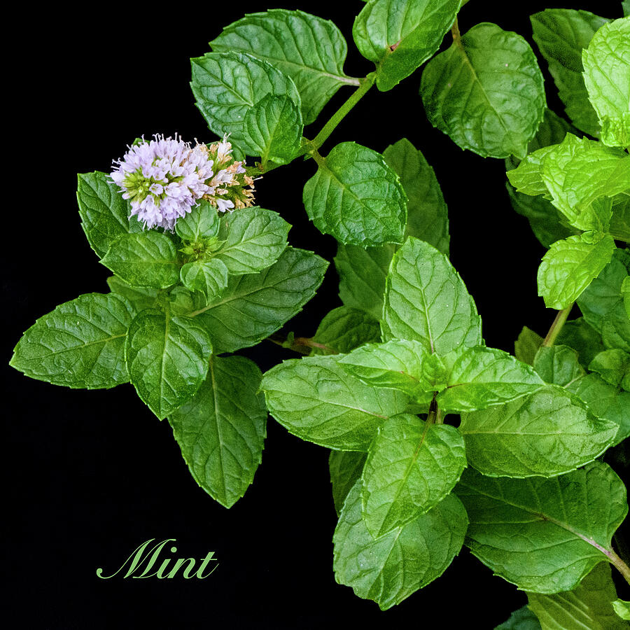 Mint Photograph by Karen Smale Mint Photograph by Karen Smale