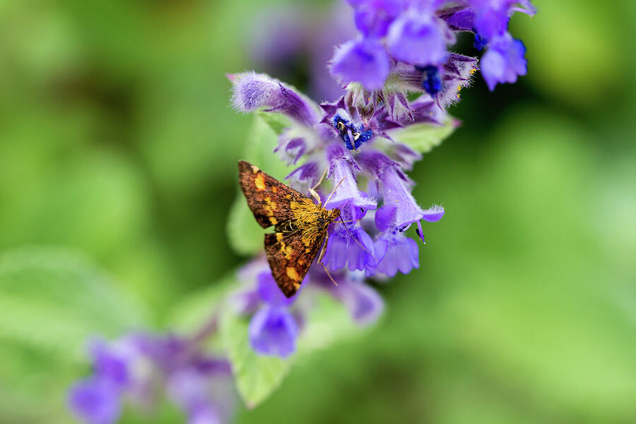 Mint Moth Photograph by Tanya C Smith