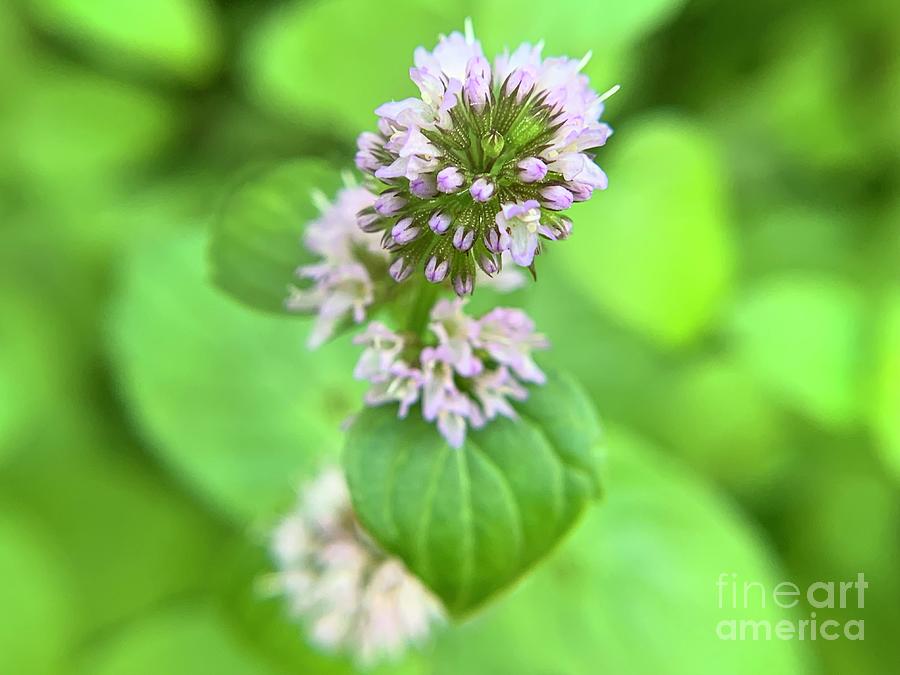 Mint Plant Flower Photograph by Catherine Wilson