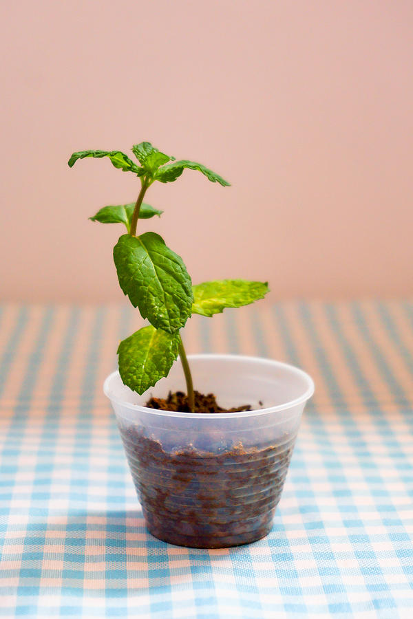 Mint seedlings in small disposable coffee cups. Photograph by CRMacedonio