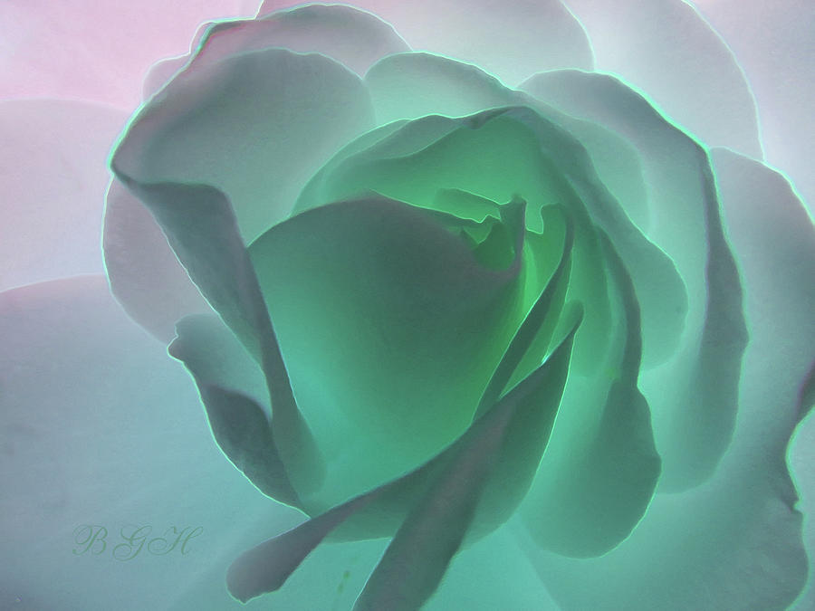 Nature Photograph - Colors of the Sea White Rose Glow - Floral Photographic Art - Rose Macro - Manipulated Images by Brooks Garten Hauschild
