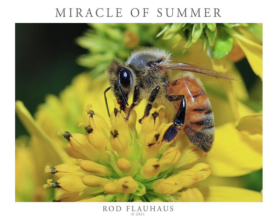 Summer Photograph - Miracle of Summer by Rod Flauhaus