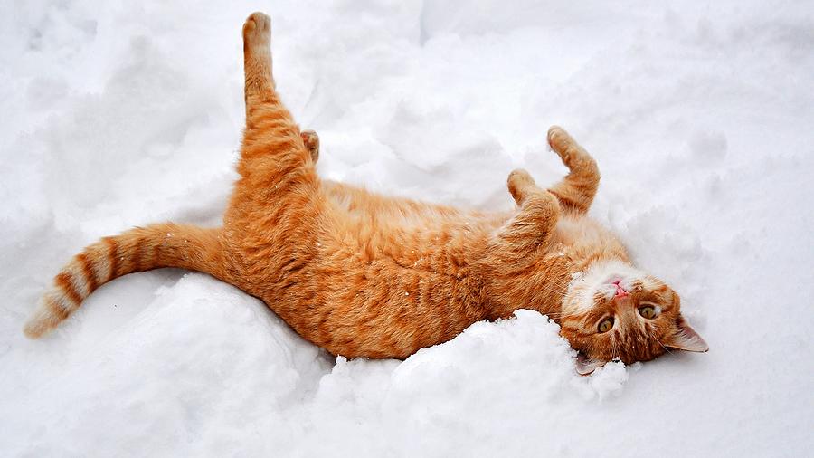 Miraculous Marvelous Cat Snow Angel Close Up Ultra HD Photograph by ...