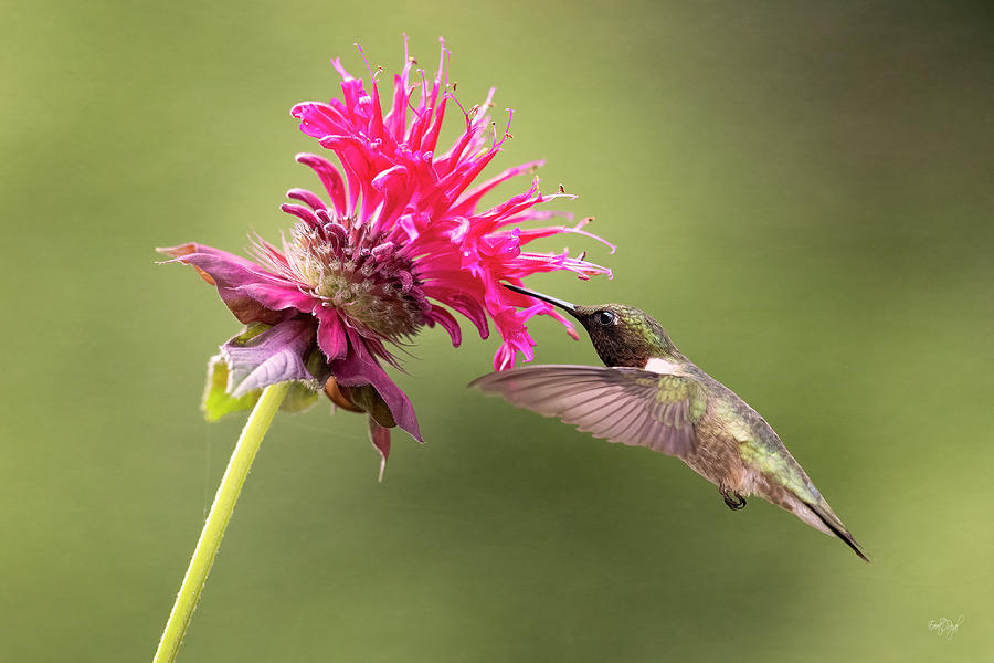 Hummingbird Photograph - Miriams Delight by Everet Regal