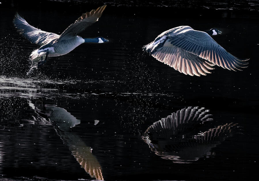 Geese Photograph - Mirror Mirror by Jim Wilce