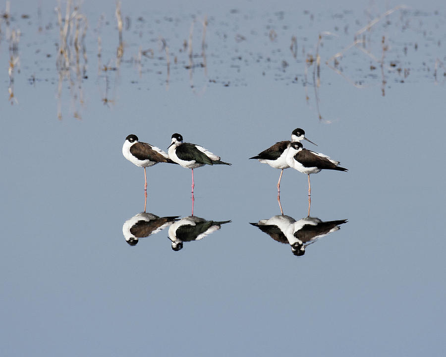 Mirror Mirror on the Floor -- Black Necked Stilts at Kern National Wildlife Refuge, California Photograph by Darin Volpe