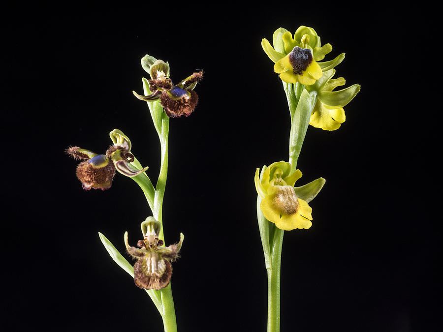Mirror Orchid (Ophrys speculum), Yellow ophrys (Ophrys lutea) Valencia, Spain Photograph by Jose A. Bernat Bacete