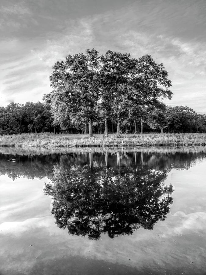 Mirror Trees Black and White Photograph by Lanita Williams