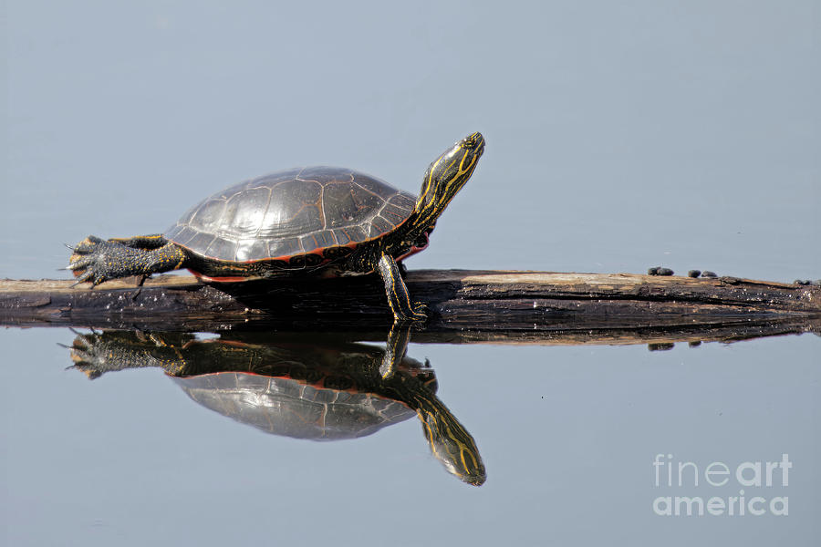 Mirror Turtle Photograph by Natural Focal Point Photography