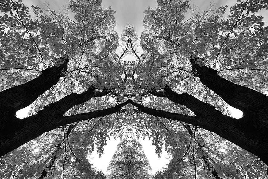 Mirrored black and white maple trees Photograph by Ulrich Kunst And Bettina Scheidulin