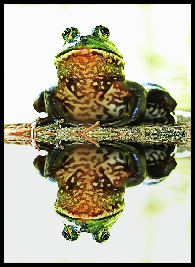 Mirrored Bullfrog Photograph