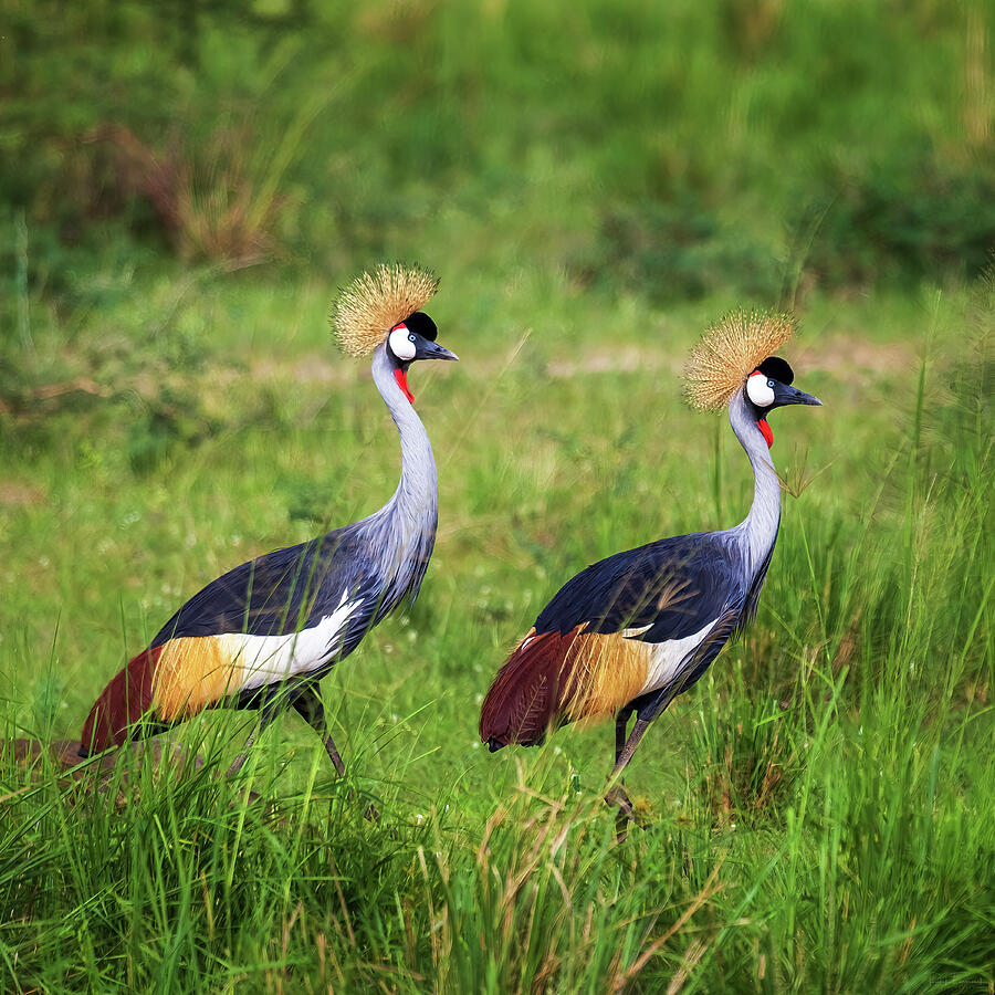 Mirrored Crested Cranes Photograph by Rick Furmanek
