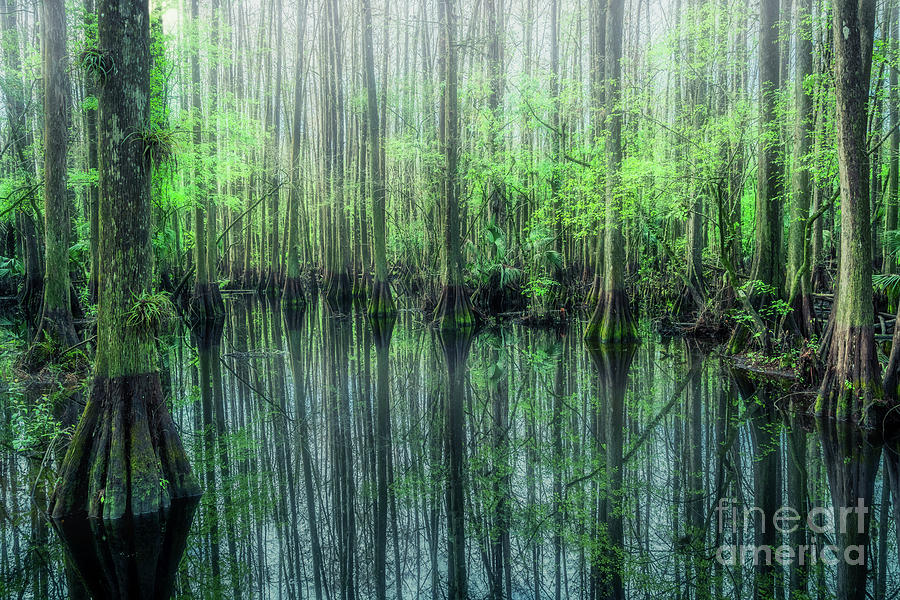 Mirrored Cypress Trees, Florida Photograph by Liesl Walsh