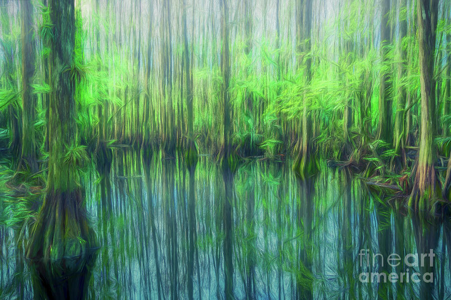 Mirrored Cypress Trees, Florida, Painterly Photograph by Liesl Walsh