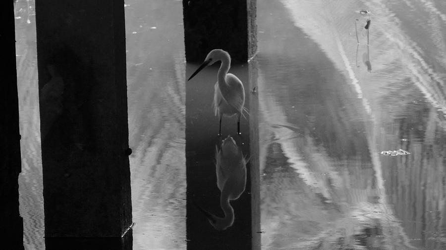 Mirrored egret 1 Photograph by Robert Bociaga